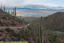 trail and saguaro cactuses